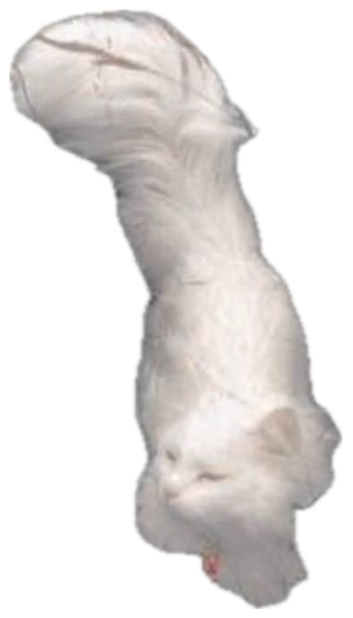 White fluffy cat stretched tall in a meadow with text 'flirting telepathically today so if you start giggling out of nowhere that was me' sticker