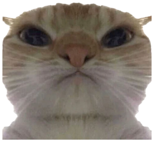 Extreme close-up of a cat's face with a wide-eyed, blank stare sticker