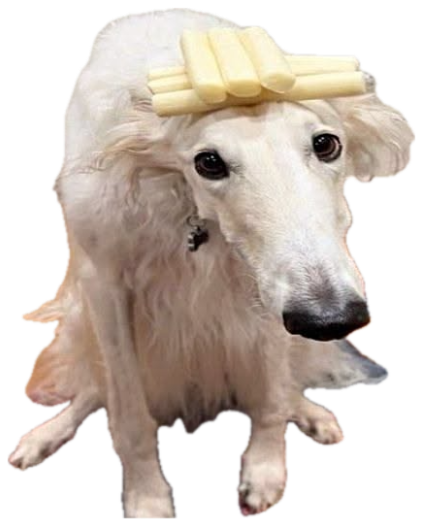 White borzoi dog with string cheese stacked on its head, text 'my apolocheese' sticker