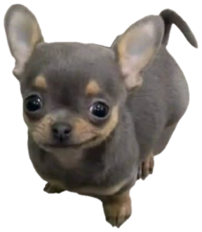 Tiny chihuahua puppy staring up with enormous glossy eyes sticker
