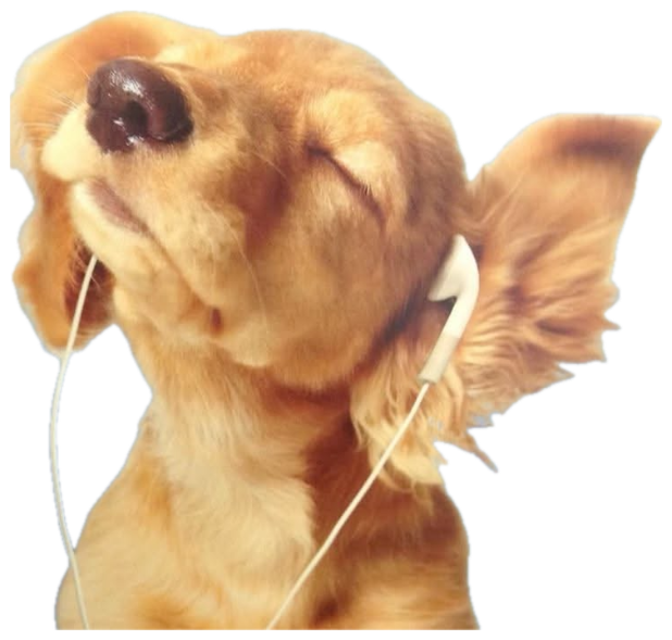 Golden spaniel puppy in earbuds, eyes shut and fully lost in the music sticker
