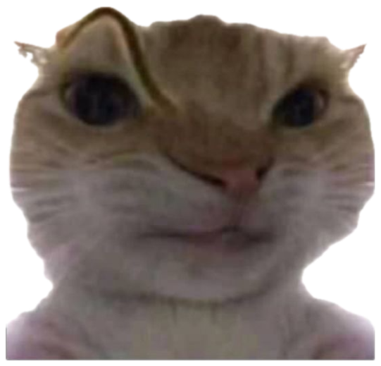 Chubby cat staring straight into your soul with tiny sunglasses perched on its head sticker
