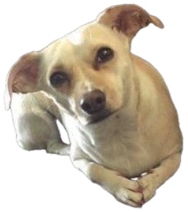 Small tan dog curled on a couch giving a sheepish sideways glance sticker