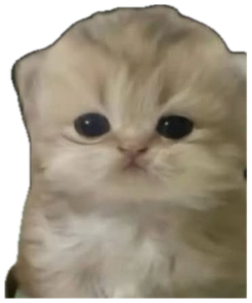 Tiny fluffy kitten in the woods captioned 'bro... are we flirting or is it like... a bro thing' sticker