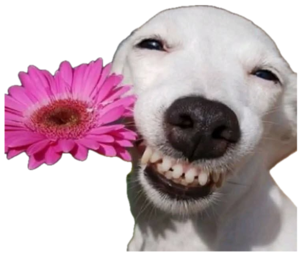 White dog beaming with an enormous grin next to a bright pink flower sticker