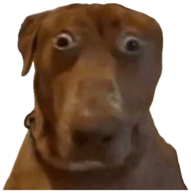 Bug-eyed dog staring at the camera in wide-eyed traumatized disbelief sticker