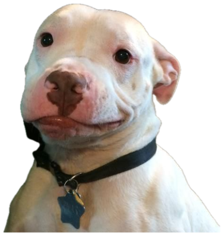 White pit bull puppy flashing an accidental smirk with one lip caught on its gums sticker