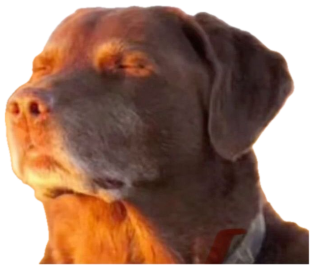 Chocolate Rottweiler-mix dog with eyes half-closed, basking smugly in golden light sticker