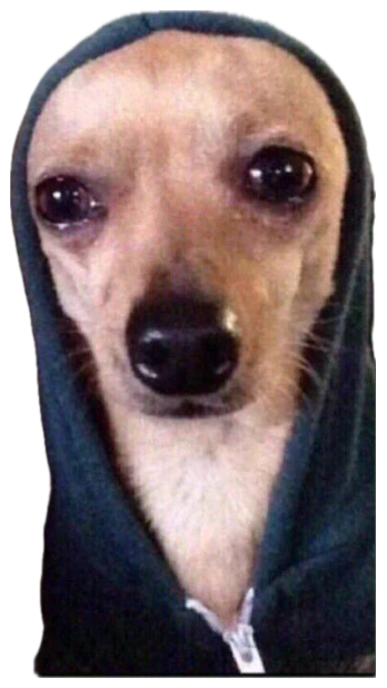 Chihuahua with a hoodie pulled tight, glossy eyes wide and anxious sticker