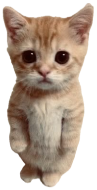 Tiny orange kitten standing upright with big pleading eyes sticker