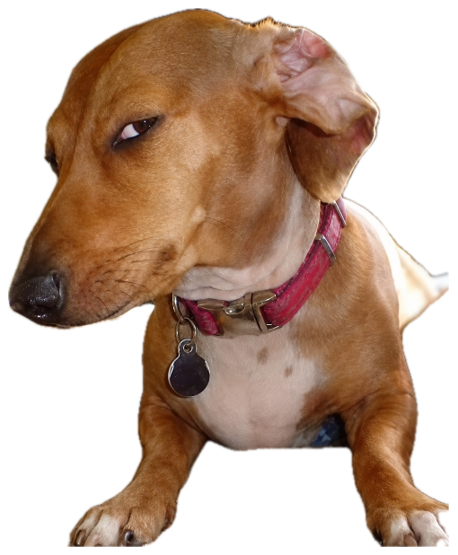 Dachshund mix giving a suspicious side-eye look while lying on a blanket sticker