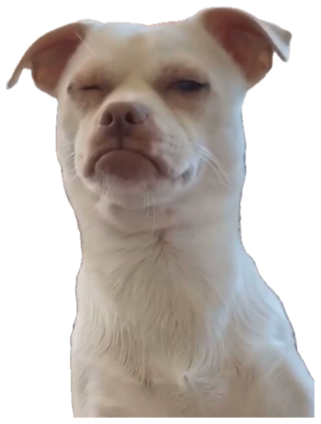 White pit bull with barely-open eyes and a pouty frown looking utterly unimpressed sticker