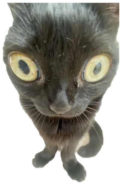 Black cat with enormous golden eyes staring directly at the camera from inches away sticker