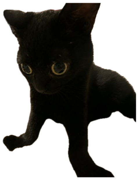 Little black kitten with huge glowing eyes staring straight into your soul from a fluffy bed sticker