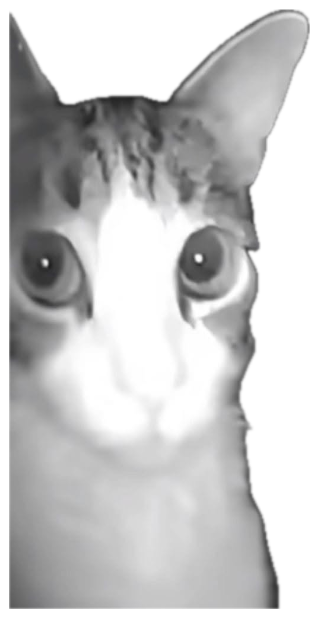 Wide-eyed cat caught in a night-vision shot staring dead into the camera sticker