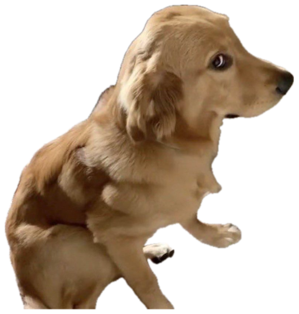Golden retriever sitting sideways with a sheepish, guilty look near an unplugged outlet sticker