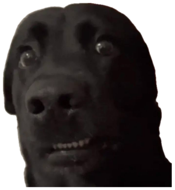 Black lab up close with wide bulging eyes and a tense grin staring straight into your soul sticker