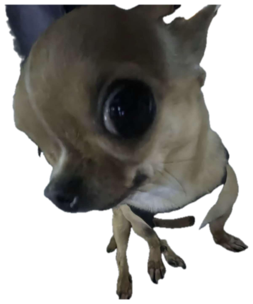 Wide-angle chihuahua leaning in with one enormous glossy eye taking over the frame sticker