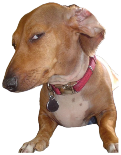 Brown dachshund mix tilting its head sideways with a skeptical side-eye sticker