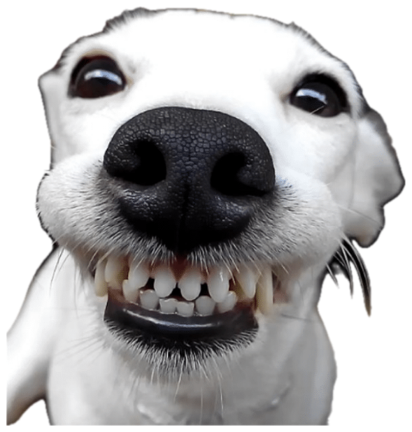 White dog pressed up to the lens with a huge toothy grin sticker