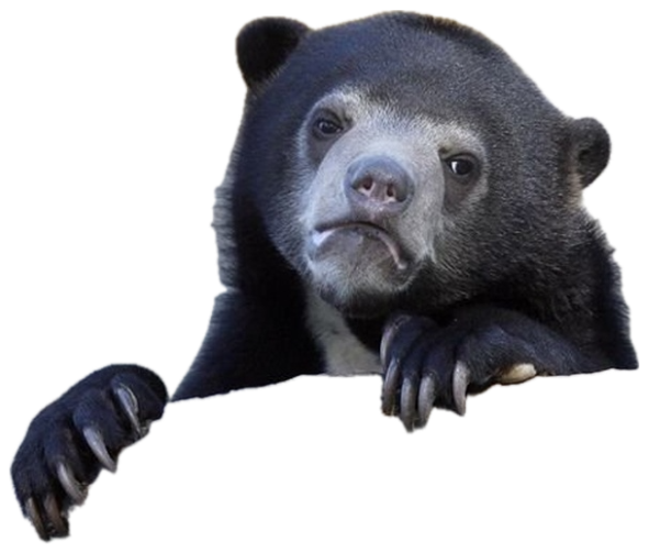 Sun bear resting its chin on a log with a deeply disappointed, moody stare sticker