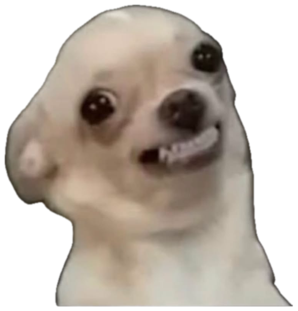 White chihuahua baring its little teeth in an unsettling forced grin sticker