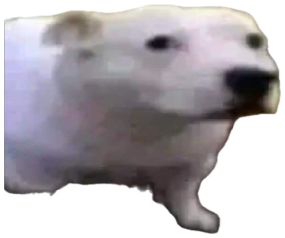 White polar-bear-looking dog tilting its head with a thoroughly puzzled stare sticker