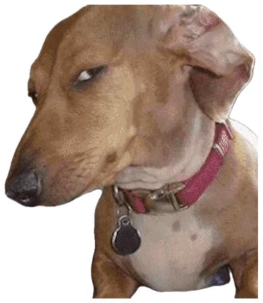 Dachshund with a flopped ear giving a heavy side-eye and judging you hard sticker