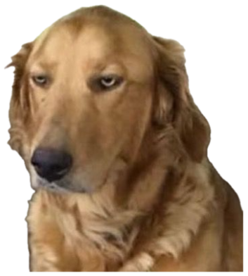 Golden retriever giving the most disappointed side-eye from across the table sticker