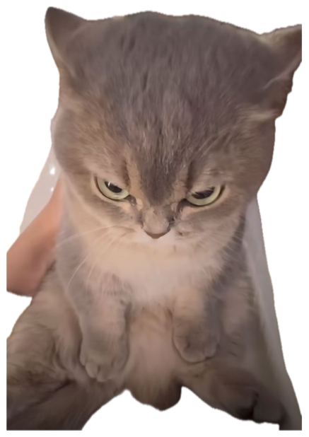 Fluffy grey cat sitting up with a deeply furious scowl sticker