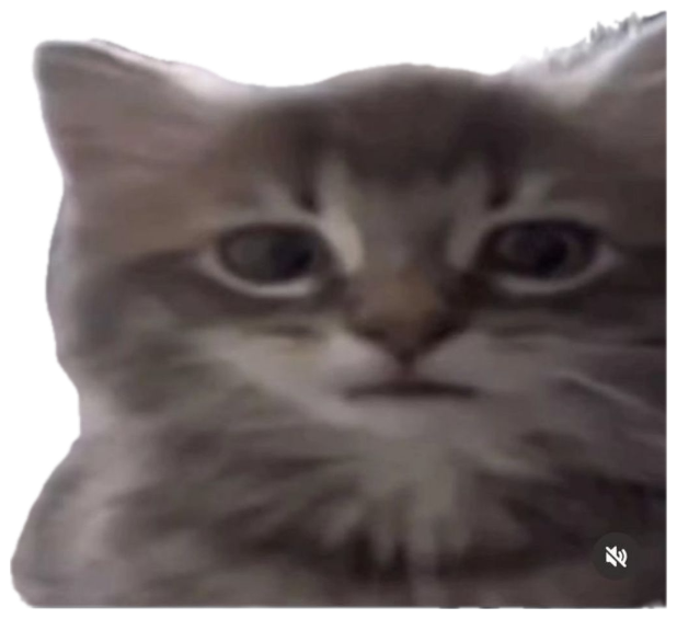 Fluffy kitten staring dead into the camera captioned 'My reaction to that information' sticker