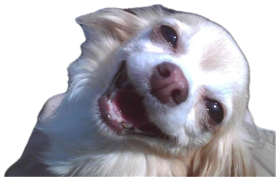 Fluffy cream dog grinning wildly up at the camera under an outdoor table sticker