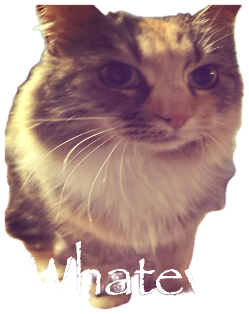 Fluffy tabby squinting at the camera under one word: 'Whatever.' sticker