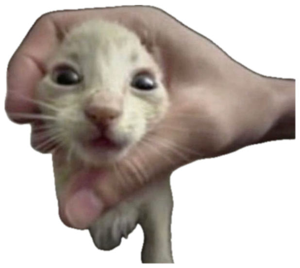 Startled kitten held up to camera, text reads 'he ate 3 tons of nuclear waste' sticker