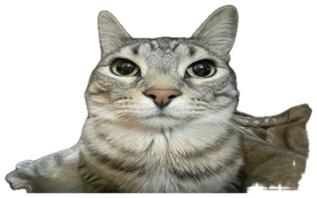 Tabby cat staring dead into the camera over 'No bro, I mean romantically.' sticker