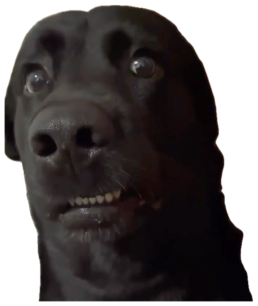 Black dog leaning close to the camera with bulging wide eyes and bared teeth sticker