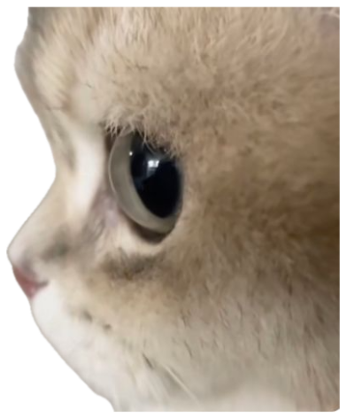 Fluffy cat in profile staring off into the distance with a big, glassy eye sticker