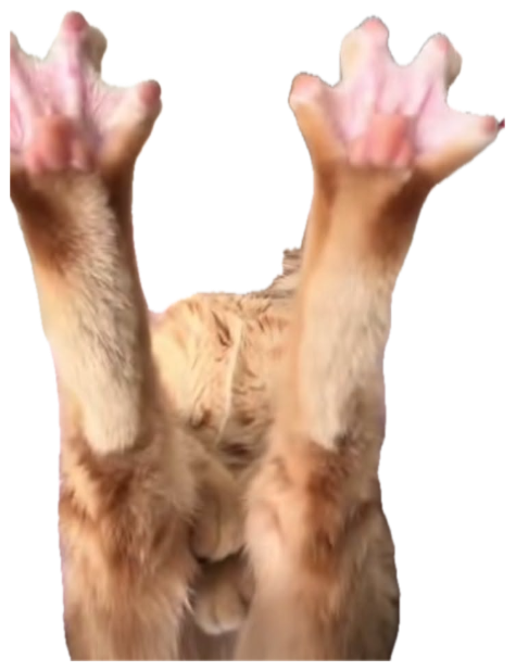 Ginger cat flat on its back with both paws straight up in total surrender sticker