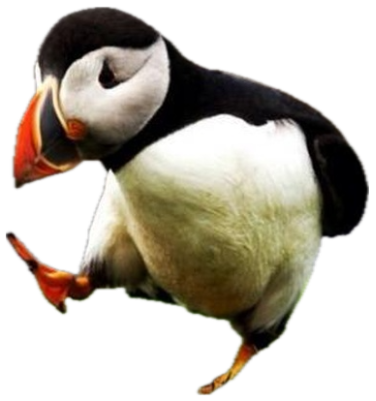 Puffin strutting across the grass with one foot raised like it owns the place sticker