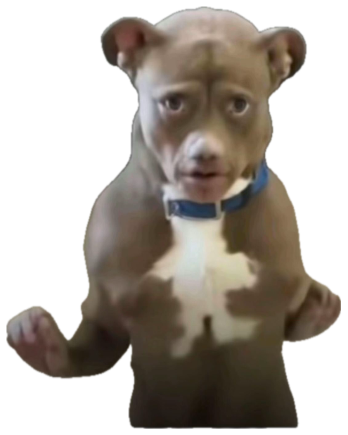 Pit bull puppy sitting up on its hind legs with a deeply concerned expression sticker