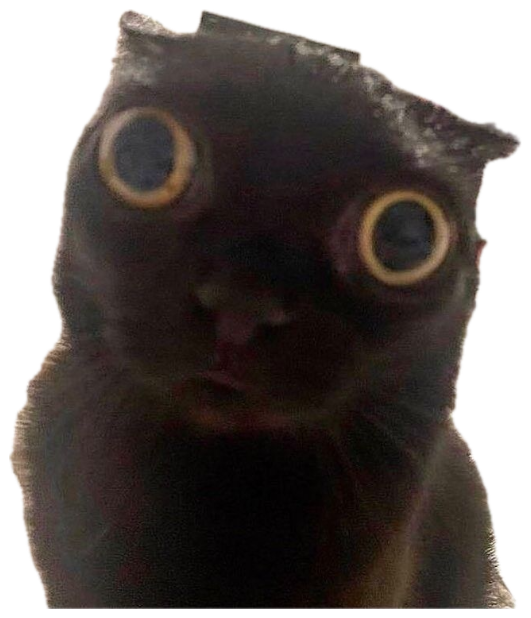 Black cat with enormous bulging eyes staring dead into the camera sticker