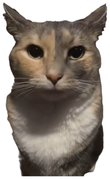 Calico cat staring dead into the camera with a flat, judgy expression sticker