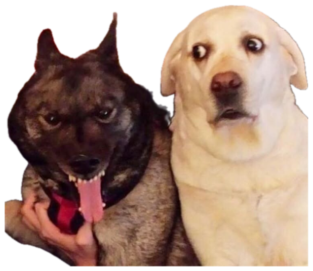 Two dogs on a couch, one snarling and one with a wide-eyed panicked stare sticker