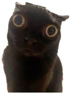 Black cat with enormous shocked eyes staring wide at the camera in a bedroom sticker