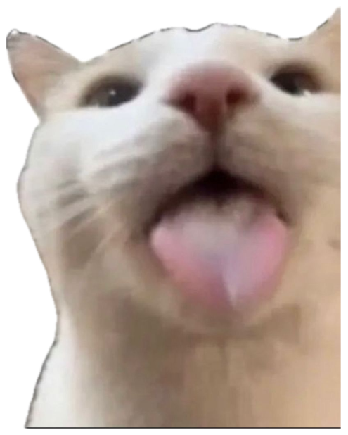 White cat sticking its tongue out captioned 'get yo head out the caption silly' sticker