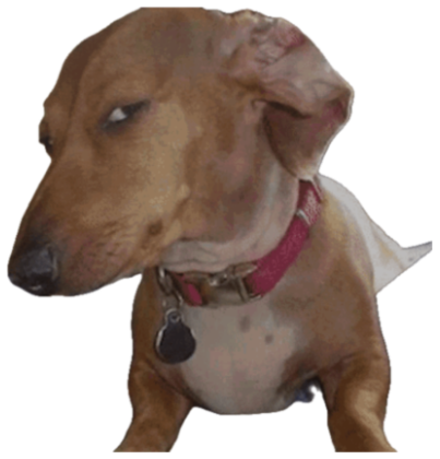 Brown dog throwing a hard, judgmental side-eye at the camera sticker