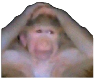 Blurry monkey holding its head with mouth agape in wide-eyed distress sticker