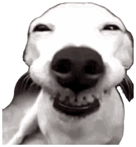 White dog grinning so hard its eyes squint shut in a black-and-white close-up sticker