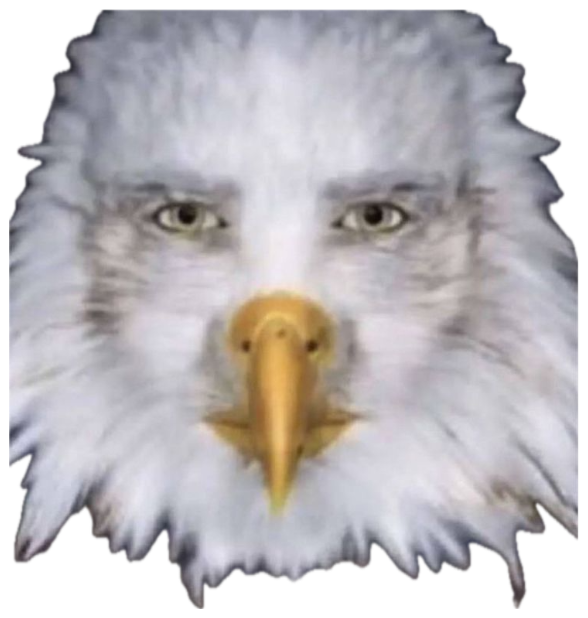 Bald eagle with human eyes photoshopped in, delivering a deeply unsettling stare sticker