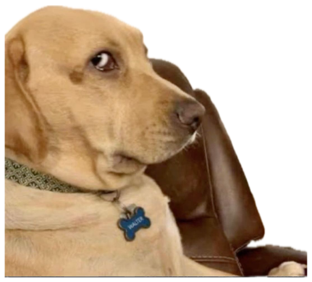 Yellow lab named Walter throwing a suspicious side-eye from the armchair sticker